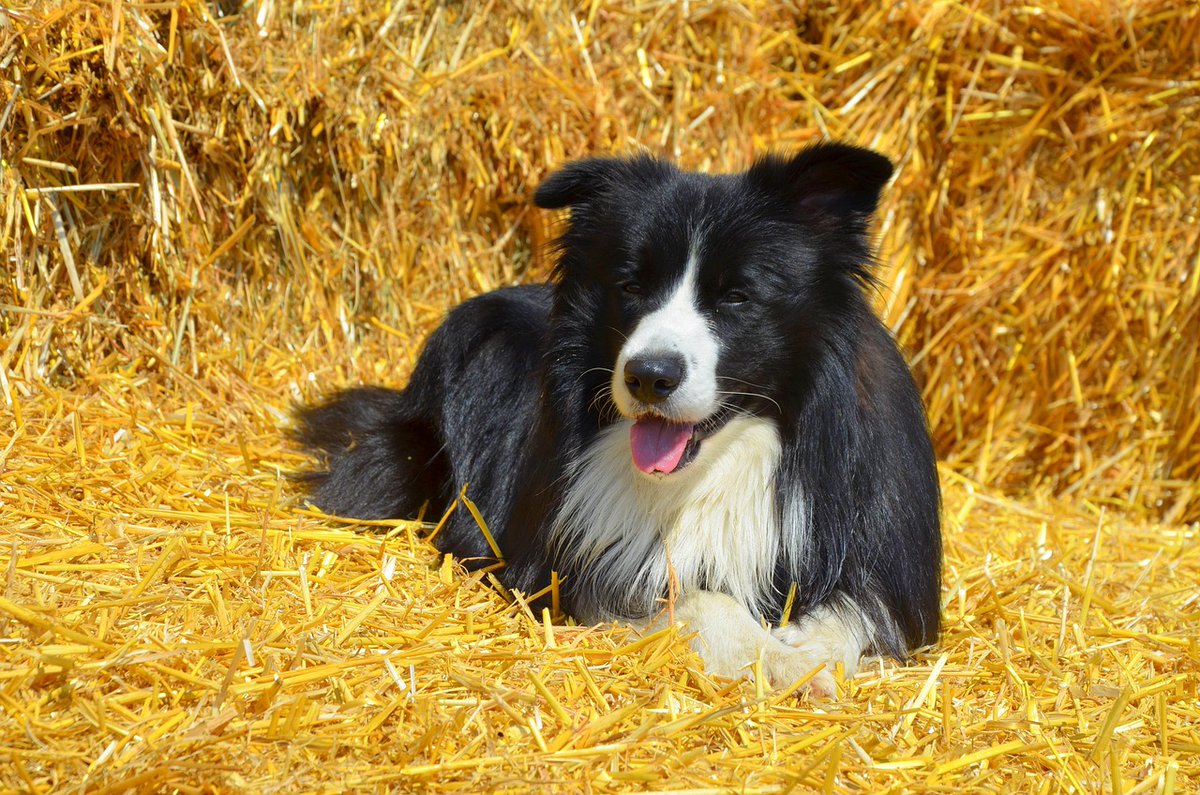 _Mosthaatedd's tweet photo. Every puppy can understand human emotions ❤️
Their energy fills homes with laughter 🌟
TDhZ https://t.co/aKbfx8TXr7