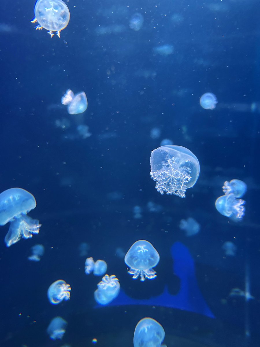 473ing's tweet photo. 水色×ピンクで江ノ島水族館行ってきた🩵🩷

たまごっちコラボ楽しすぎたｾﾞ🥚✨
またあそぼツーバたん💚

#ツバたん呼びを流行らせたい界隈 https://t.co/oTwWaeFC8B