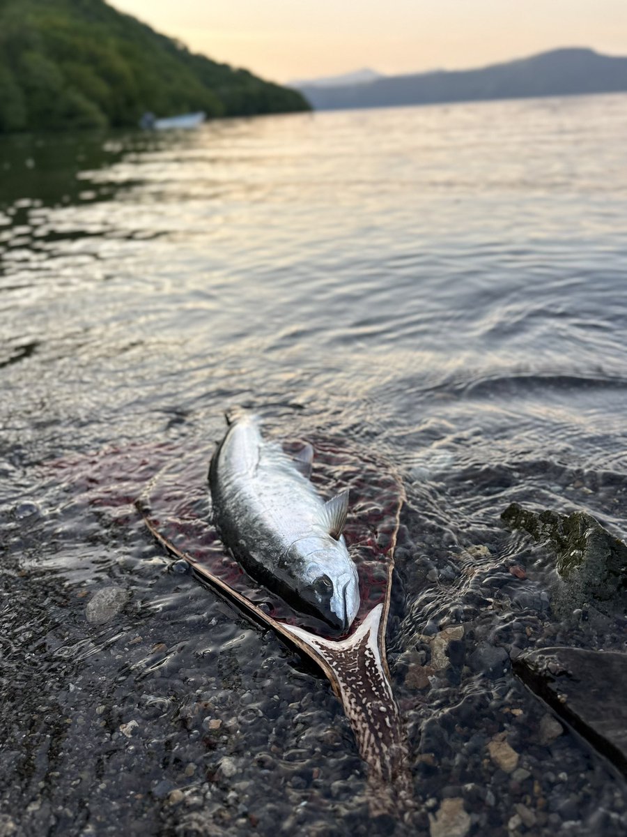 daisukefish's tweet photo. 十和田湖サクラマス
サイズ関係なくこの魚は嬉しい https://t.co/voUNn8hE72