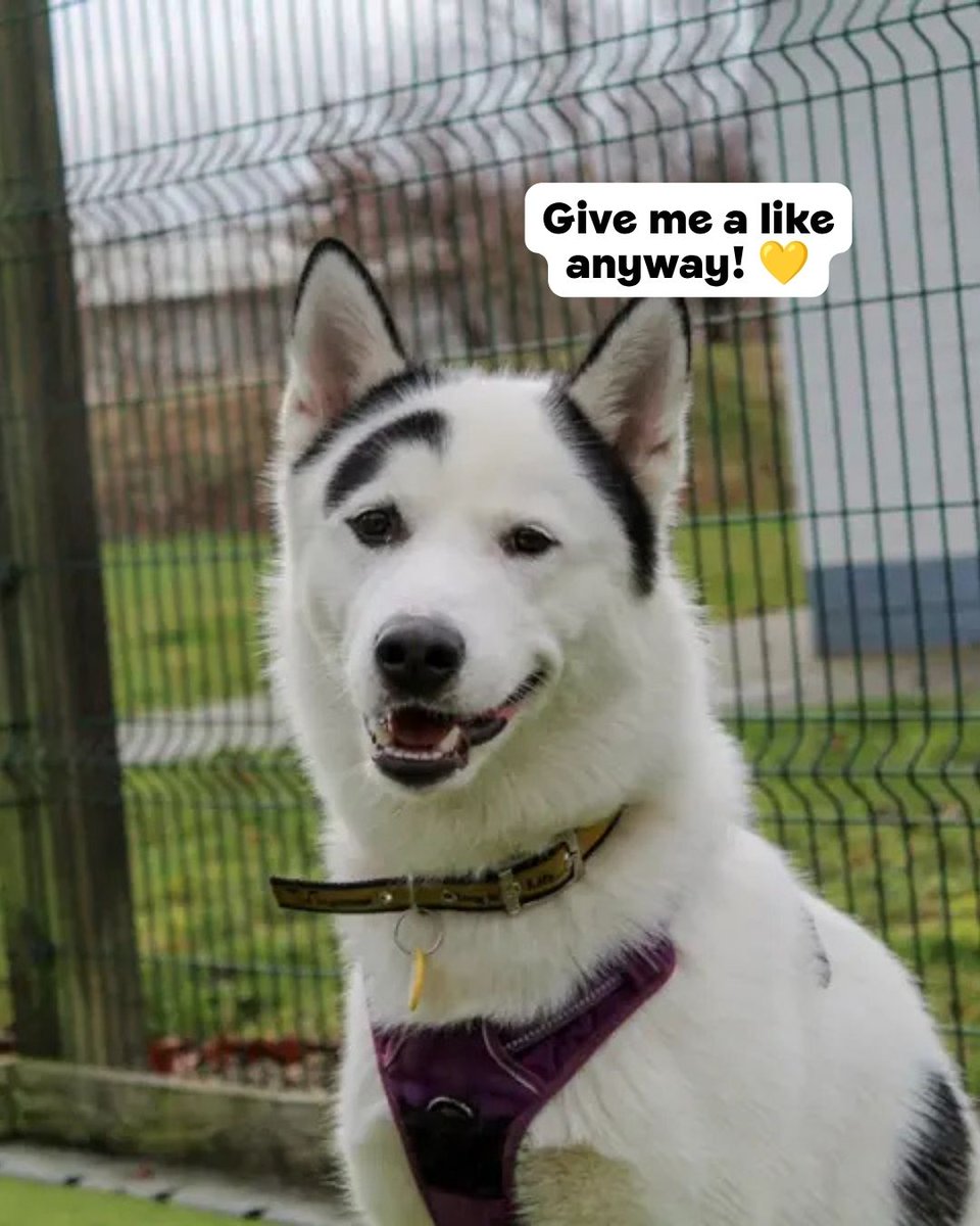 DogsTrust's tweet photo. Meet the dog with one eyebrow 🤨🐶 Floki and his perfect brow would love you to stop scrolling and give him some love 💛 @DT_Evesham https://t.co/aIFPPBevlS