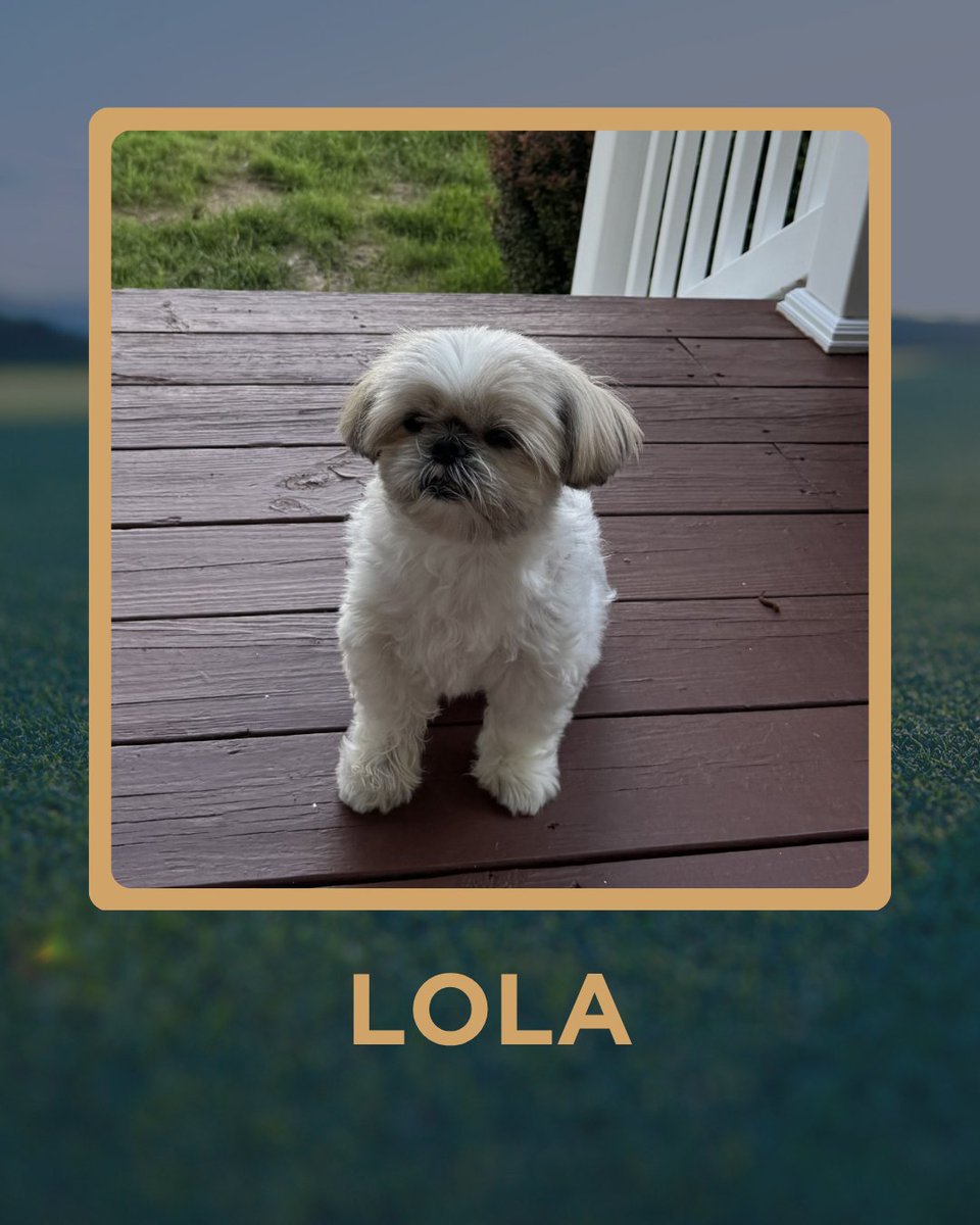 5ClubsGolf's tweet photo. Golf Dogs of the Week:

Palmer.
Kacie.
Lily.
Lola.

Think your dog belongs in the lineup? Send your photos to Dogs@5ClubsGolf.com for a chance to be featured on Golf's Morning Show.

@Garywilliams1Up | @GolfChannel | @SiriusXMPGATOUR 

#DogsOfTheWeek #GolfDogs #5ClubsGolf https://t.co/x9JceZTS8x