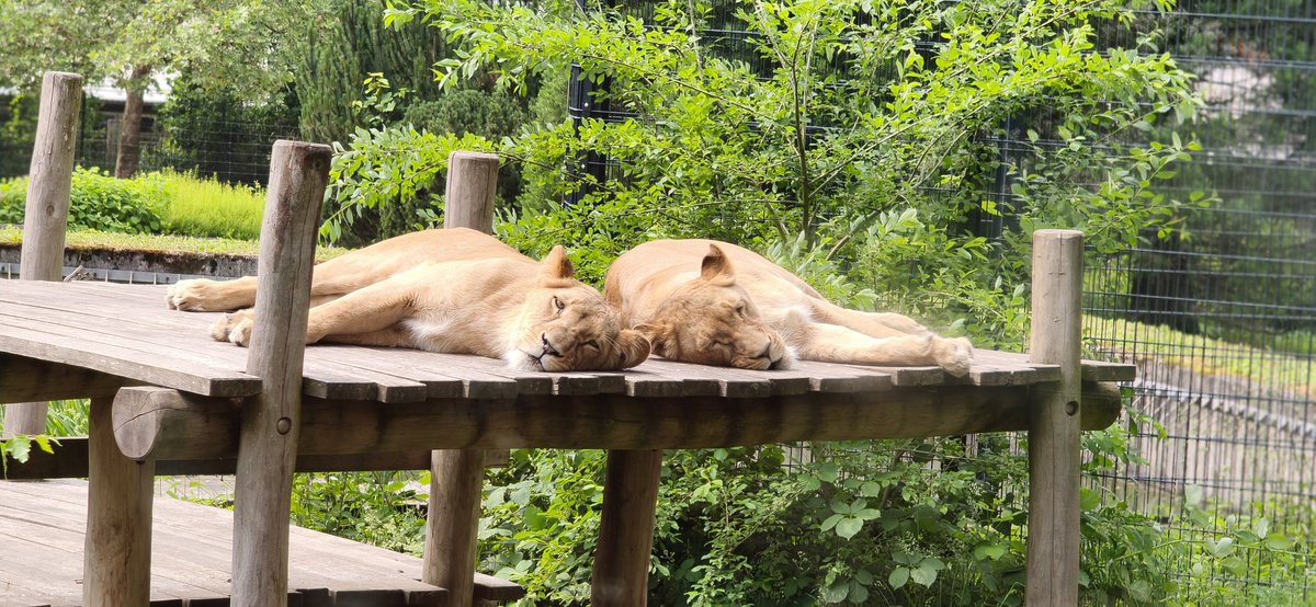 FCBBub's tweet photo. Bisl mit den Katzen spielen! https://t.co/zmpMgqFTG7