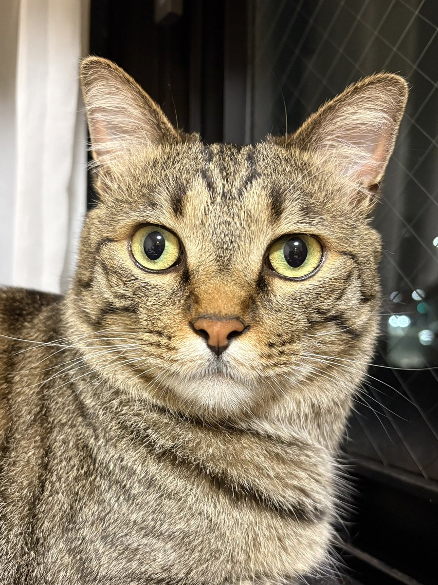 uJWJpFJGxHBmkUw's tweet photo. おやすみなさい😼✨️ https://t.co/Cli7EEqCQz