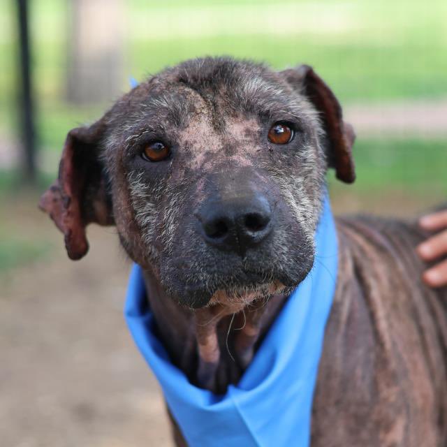 LisaBrabson's tweet photo. CHICAGO 💔 #A808996 3yo,47lbs 
 LabradorRetriever
🚨Darling boy,so pitiful,has easily treatable Alopecia which caused  hair loss
Underneath is a beautiful soul that DESPERATELY wants to Live &amp; b Loved
PLZ HURRY TO #SanAntonioACS &amp; #ADOPT OR #FOSTER this baby
Plz⌛️ #Pledge4Rescue https://t.co/xzIeIJbicH