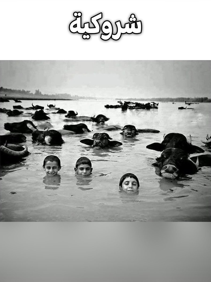 IraqiHaqq's tweet photo. @iraq10000BC @f8dss @alk3aam شروكي (روما) هندي كاولي زطي من حرب العراقية الايرانية واجيت لفو على محافظتنه وتنتسب للعرب ولسومر المنقرضيين، مو شي مستحيل والسوريين سريان عجم وبيهم العرب بخمس محافظات

وانتوا لازم تكذبون ما تكدرون، نحنا عرب واني اعرف اجدادي ونسبي لاسماعيل ابو العرب اما انت ابن متـ ـعة لفو شروكي https://t.co/0wGMxFWE3Y