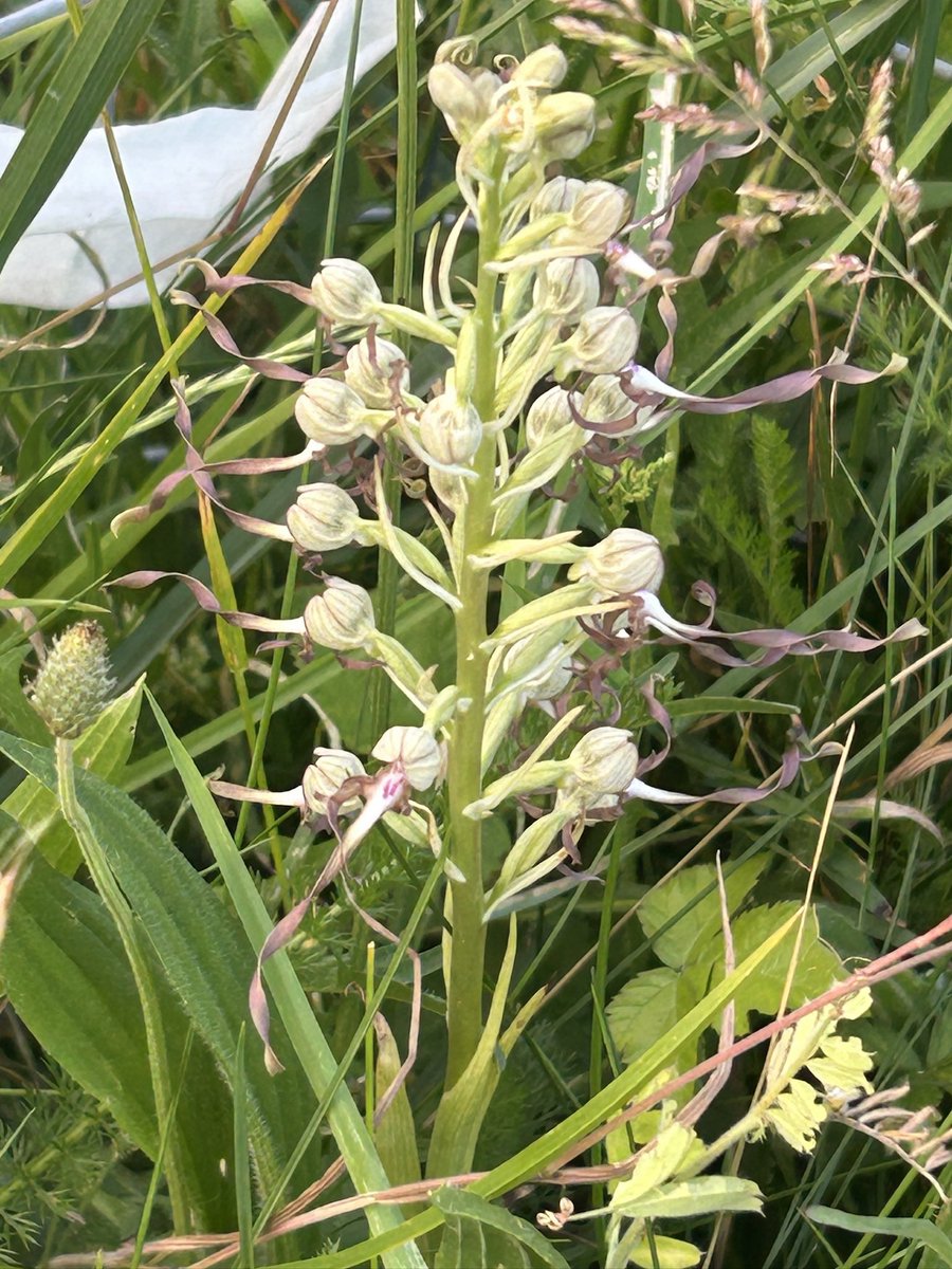 spitfirebirder1's tweet photo. Nice to see my first ever Lizard Orchid this morning at a site in Salisbury https://t.co/nTb1UW3xNw
