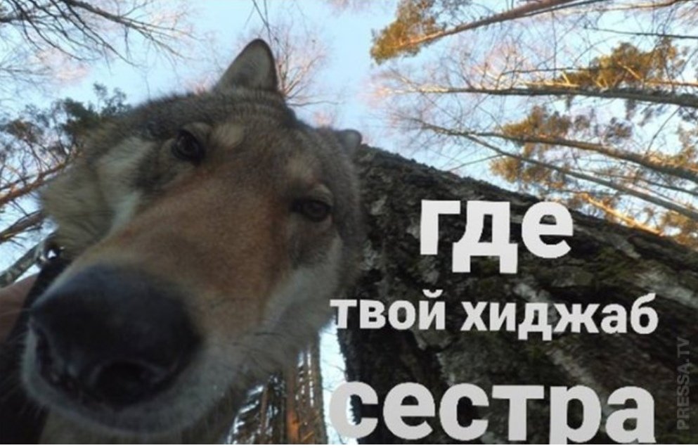 Абсолютно левый чел tweet media