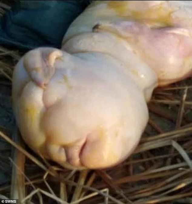 Macroevo's tweet photo. The latest edition of Telenothians (https://t.co/8PGiKgeeX4) collects 3,000 separate reports about distant (interordinal) hybrids, about half of which were human-animal hybrids. Somehow, I missed this goat-human born in India (Gangapur, Assam) in 2021.  It was born alive. https://t.co/9fjQa1uj7k