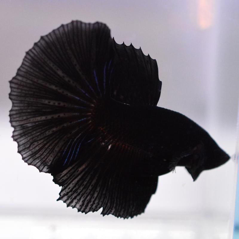 petfish4's tweet photo. 更新しました✨

◆ https://t.co/M9kyGCr8PI ◆

#通販 #ベタ #熱帯魚  #ベタハーフムーン bettafish  #bettahalfmoon ベタ専門店ペットフィッシュ https://t.co/RVAKNyijSz