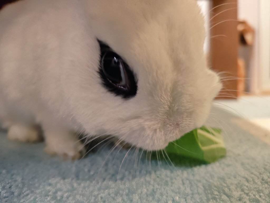 25ryouca's tweet photo. #かわゆっきー https://t.co/9WrIUwSHPC