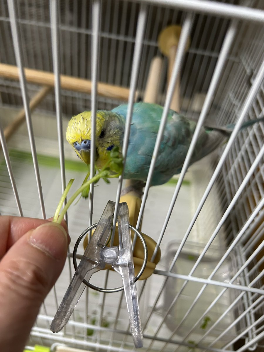 kajiyon's tweet photo. 絶賛お着替え中のコッちゃん、2回目の豆苗が好きすぎてすごい勢いで食べまくる。しっかりタンパク質摂って羽はやすんだよー。#セキセイインコ https://t.co/olBo4GeUYo