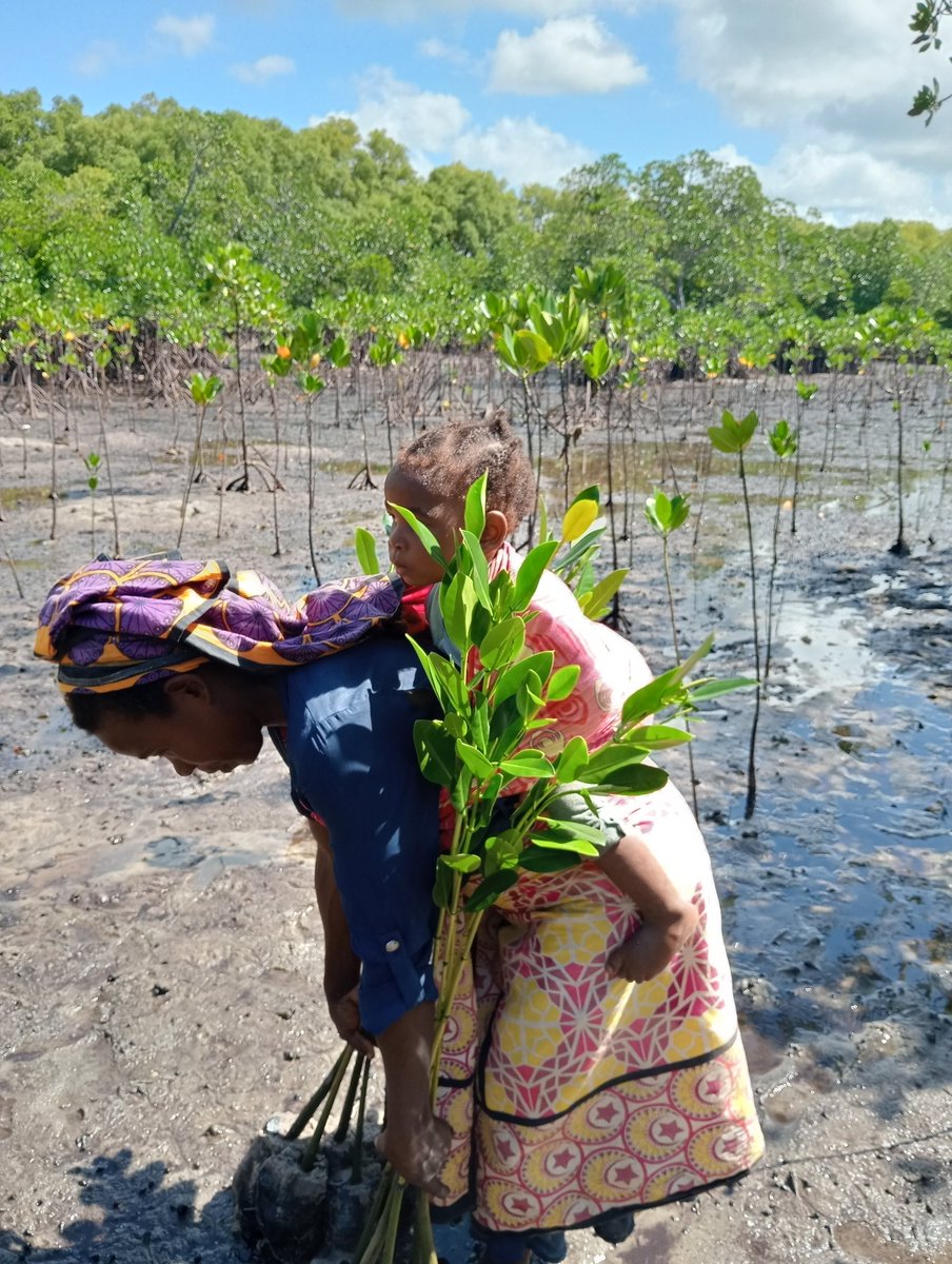 brianom01520984's tweet photo. Happy #WorldEnvironmentDay from incredible mothers and women of the Kenyan coast who shoulder the vital, often unseen load of unpaid labour while leading grassroots restoration to health Mother Earth. 

#mangroverestoration #environmental stewardship #Bonvolo @natr_natro https://t.co/j8eTVOFT17