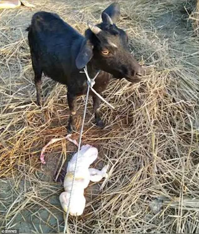 Macroevo's tweet photo. The latest edition of Telenothians (https://t.co/8PGiKgeeX4) collects 3,000 separate reports about distant (interordinal) hybrids, about half of which were human-animal hybrids. Somehow, I missed this goat-human born in India (Gangapur, Assam) in 2021.  It was born alive. https://t.co/9fjQa1uj7k