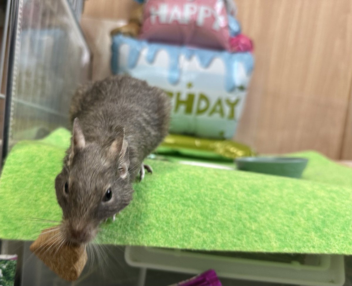 Chan63Roku's tweet photo. お誕生日の一幕。。
大きいウマウマは全てテイクアウトして隠された😂

#デグー https://t.co/DFdC7Kzjbh