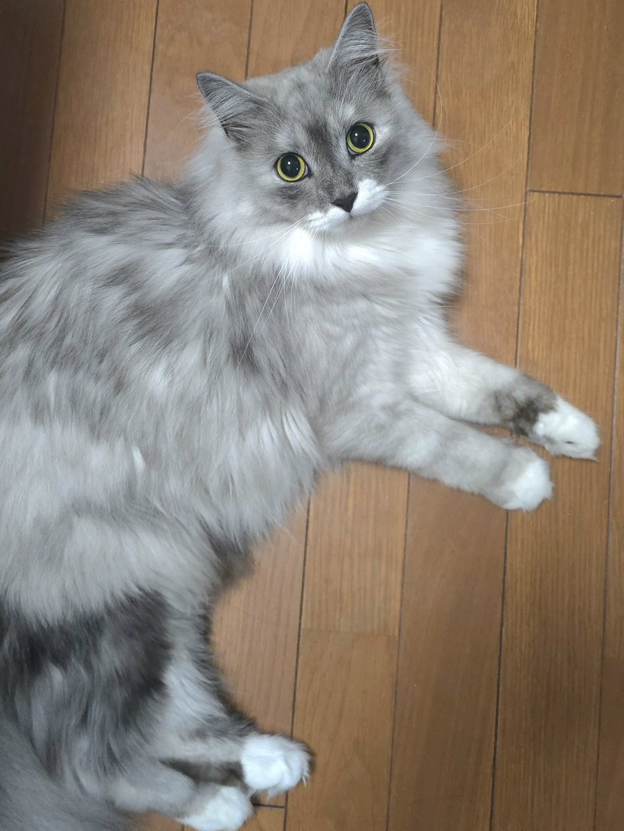 らんまる🐾 (@1224_ranmaru_jp) / Posts / X