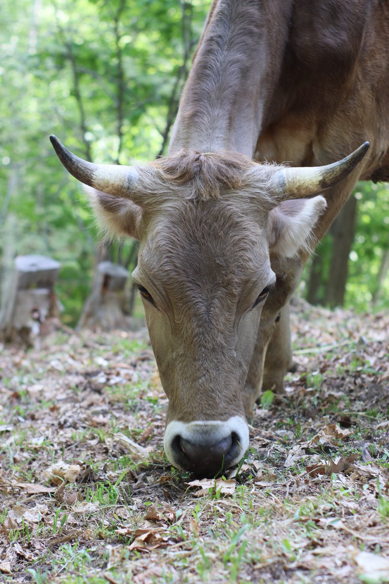 burning00's tweet photo. こまりちゃんの角はきれいな形🐂 #今日のべべ子 https://t.co/6sPe6tMx8g