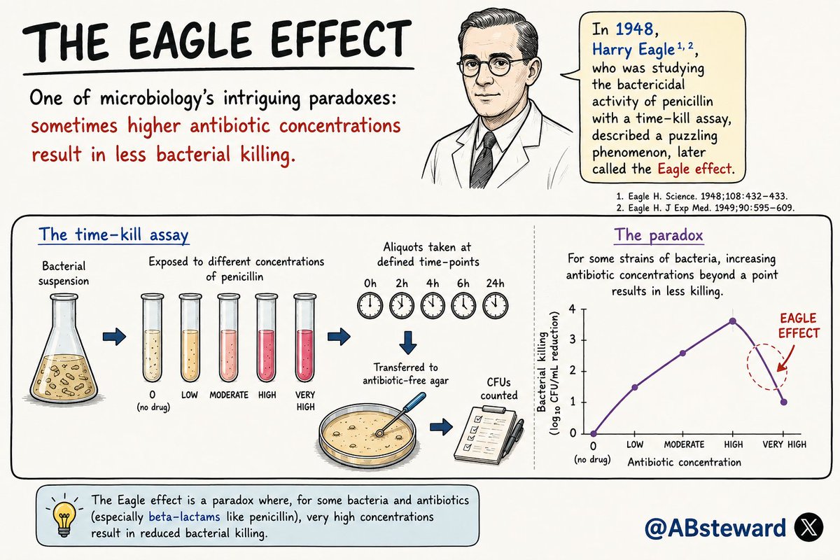 ABsteward's tweet photo. Have you ever heard of the Eagle effect?
When more kills less.
One of microbiology's most intriguing paradoxes: sometimes higher antibiotic concentrations result in less bacterial killing.
This phenomenon has even been proposed as a potential rationale for combination therapy. https://t.co/OB30InbcgK