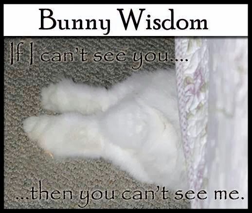 WHY YOU SHOULD HAVE A BUNNIES tweet media