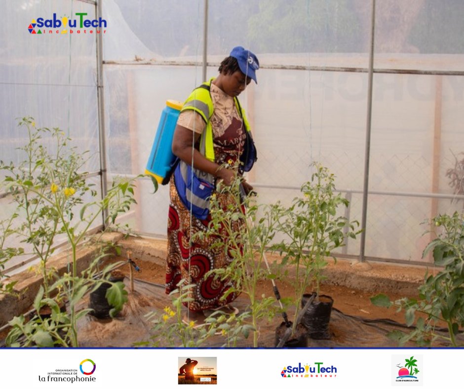saboutech's tweet photo. 🌱Près de 3 mois de formation et les femmes bénéficiaires du projet #HydroFem continuent de progresser avec détermination. Grâce à l’accompagnement technique du formateur, les premiers résultats sont déjà visibles à Fotoba. #Saboutech #Hydroponie #AutonomisationDesFemmes #Fotoba https://t.co/vUB1rMwWoX