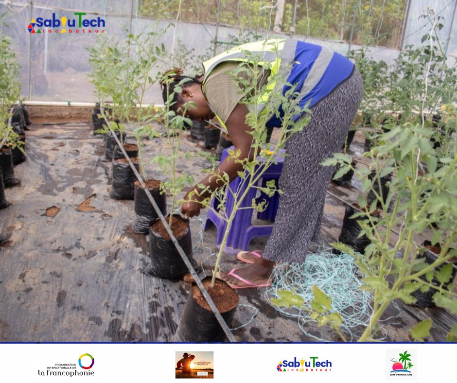 saboutech's tweet photo. 🌱Près de 3 mois de formation et les femmes bénéficiaires du projet #HydroFem continuent de progresser avec détermination. Grâce à l’accompagnement technique du formateur, les premiers résultats sont déjà visibles à Fotoba. #Saboutech #Hydroponie #AutonomisationDesFemmes #Fotoba https://t.co/vUB1rMwWoX