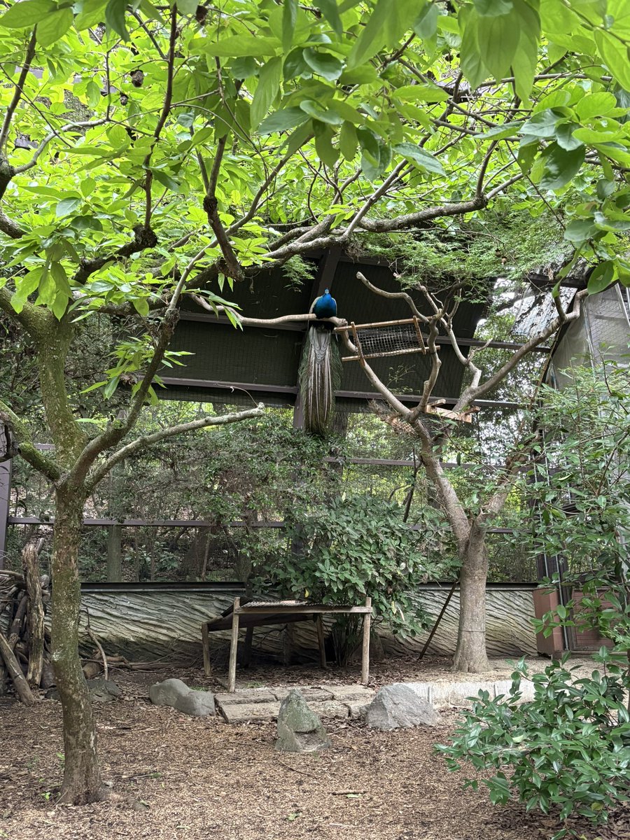 chiyotn's tweet photo. 気温20度・曇り・平日で空いてる動物園、最高だった https://t.co/WGv3RdflpY