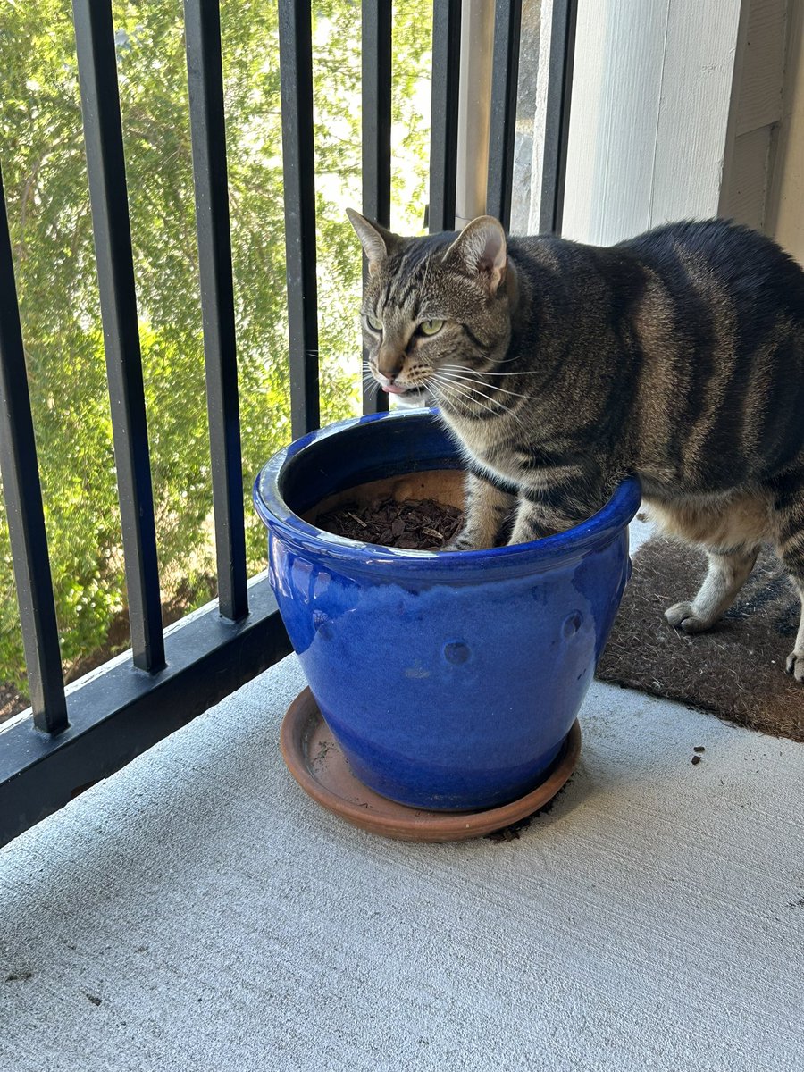 SomeSpookySnake's tweet photo. this man literally loves to eat dirt https://t.co/J0Rn6dHWSp