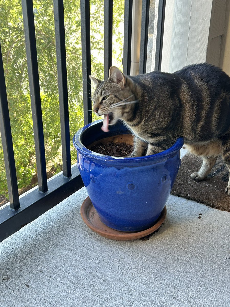 SomeSpookySnake's tweet photo. this man literally loves to eat dirt https://t.co/J0Rn6dHWSp