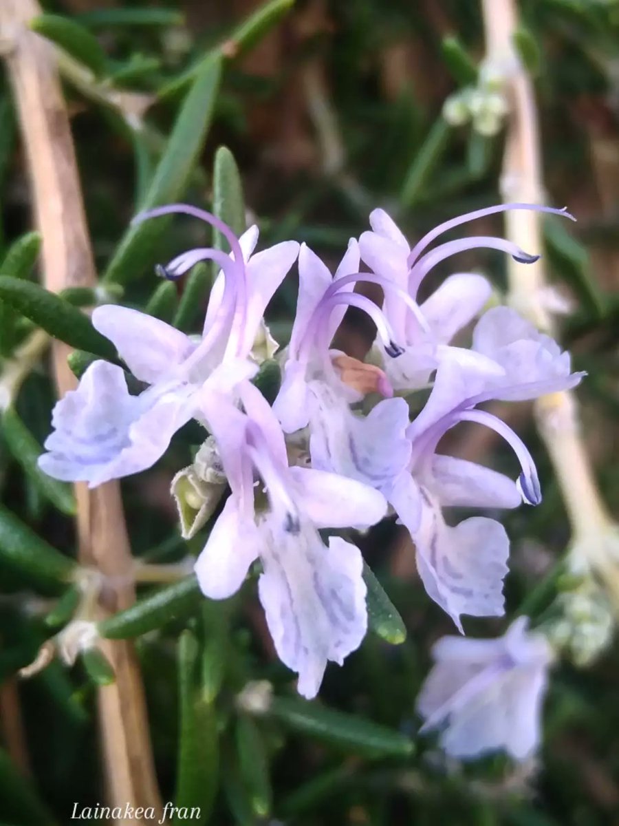 franlainakea's tweet photo. Flores de romero. 📸

#flores #rosemary https://t.co/xu2kHfmbyM