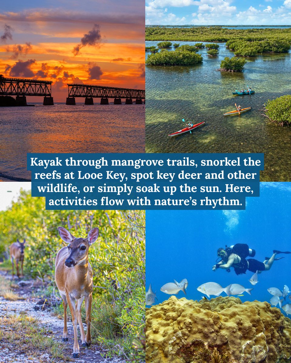 thefloridakeys's tweet photo. The Lower Keys are where wildlife roams free, coral reefs thrive and every moment feels a little more peaceful. This stretch of the Florida Keys is defined by quiet shores, hidden gems, and nature in every direction. https://t.co/obvGV3BnS3