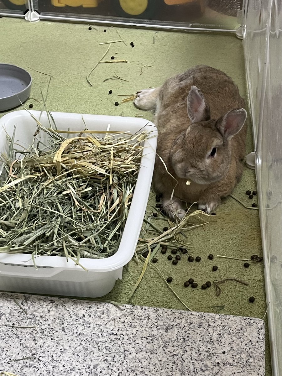moku_hu's tweet photo. こたつでみかんたべてる感ある
あんちゃん「このままうんちもするのよ、ひゅーまん」
#うさぎ
#ネザーランドドワーフ https://t.co/Ph5vGtubvs