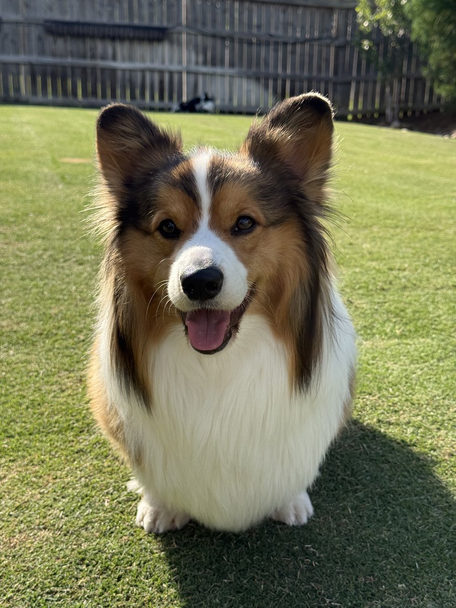 JohnMorton215's tweet photo. COMPLETELY missed #InternationalCorgiDay yesterday! 🤦🏻‍♂️

Here’s a couple glamour shots of our perfect, yet MASSIVE, floof Franklin.

His face was made for squishing. �� https://t.co/gUo15lWrFY