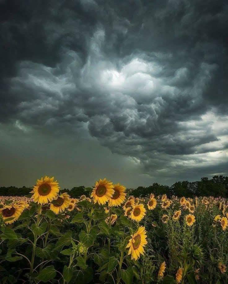 artindetails's tweet photo. gloomy weather https://t.co/64bEM0dRBC