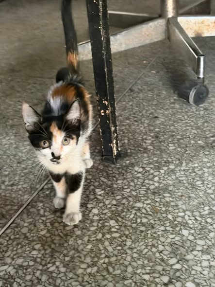 A64029345's tweet photo. Se busca adoptante responsable ubicado en la Coromoto Maracay  numero de contacto.. 04124627766 https://t.co/LvmqJVdmn2