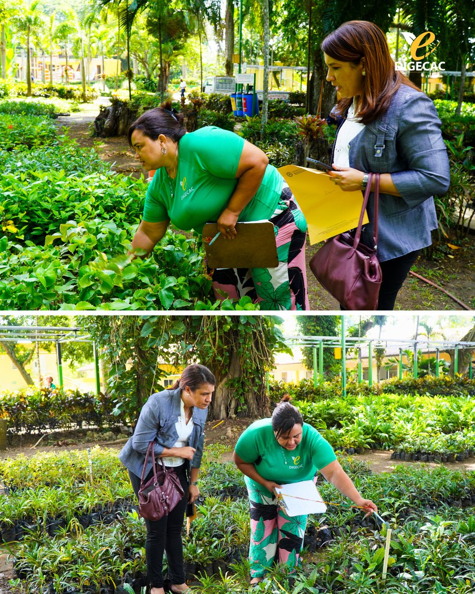 digecacrd's tweet photo. Con estas acciones continuamos apoyando iniciativas que fomentan la educación ambiental y el amor por los espacios verdes en las nuevas generaciones. ✨
#DIGECACRD #UTESA #UTESAVerde #MedioAmbiente #ConcienciaAmbiental #MásVerdeMásVida https://t.co/l0erLQf4qQ