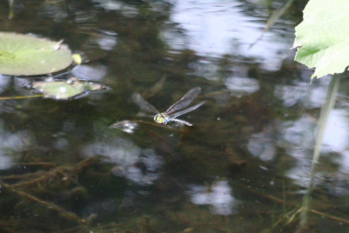 44_Insects tweet picture