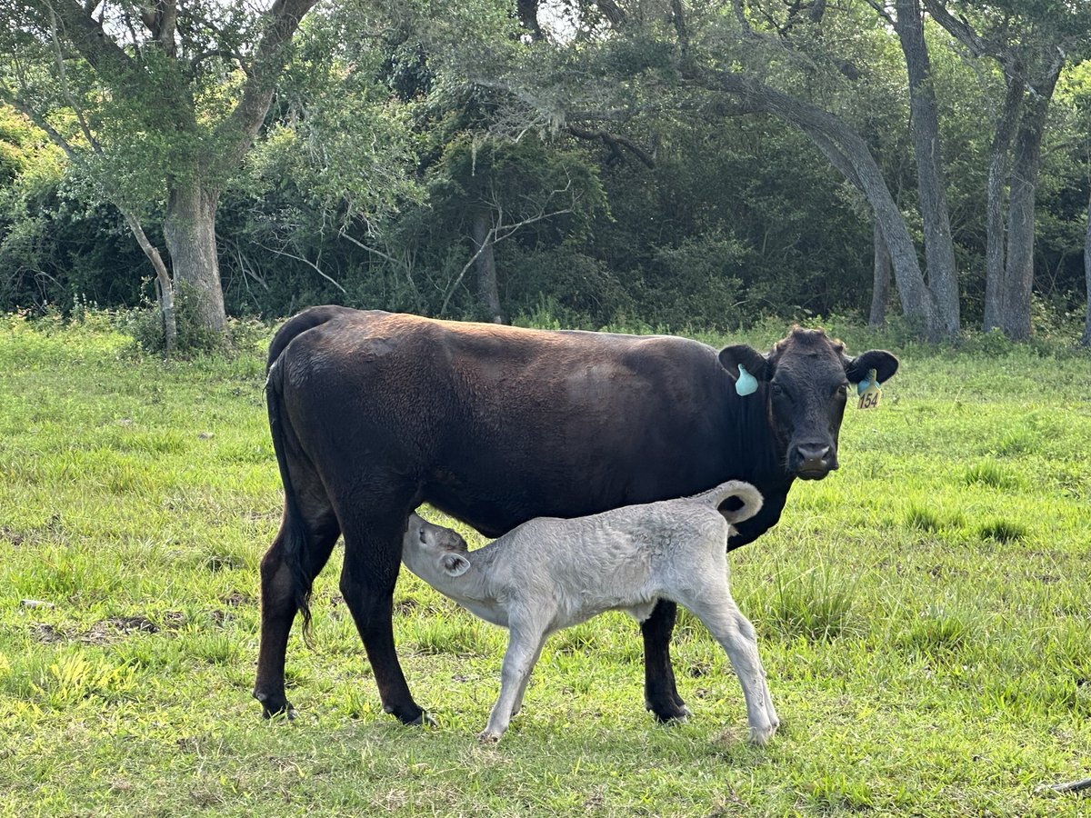 BunkhouseLodge's tweet photo. We've made it to a dozen.....#12 is in the pasture.

#beef #grassfedbeef #bunkhousebeef #grainfinishedbeef
#regenerativebeef #hormonefree
#cattle #ranchlife #cows #steak #bunkhouselodge https://t.co/83cJxtmjVy