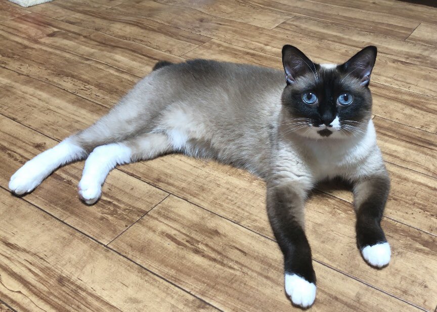omochi_kitty's tweet photo. ひんやり床でくつろぐおもち
#保護猫 #CatsOfTwitter #CatsOfX https://t.co/9Ly0Y7HRE0