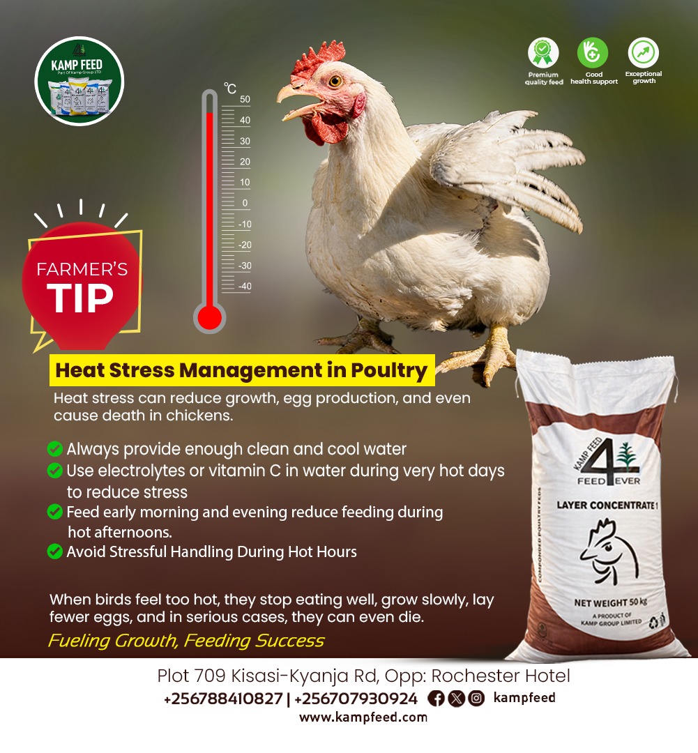 Kampfeed's tweet photo. Keep your flock cool, hydrated, and productive! 
Beat heat stress with clean water, electrolytes, smart feeding times, and gentle handling. Healthy birds, better performance.

#poultryfarming #heatstressmanagement  #farmtips #kampfeed https://t.co/MA63iIyCaS