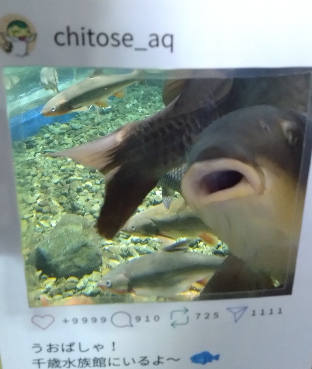 haduki5's tweet photo. 魚パシャ☆チャレンジ
#うおぱしゃ https://t.co/LmM0eyzyLK