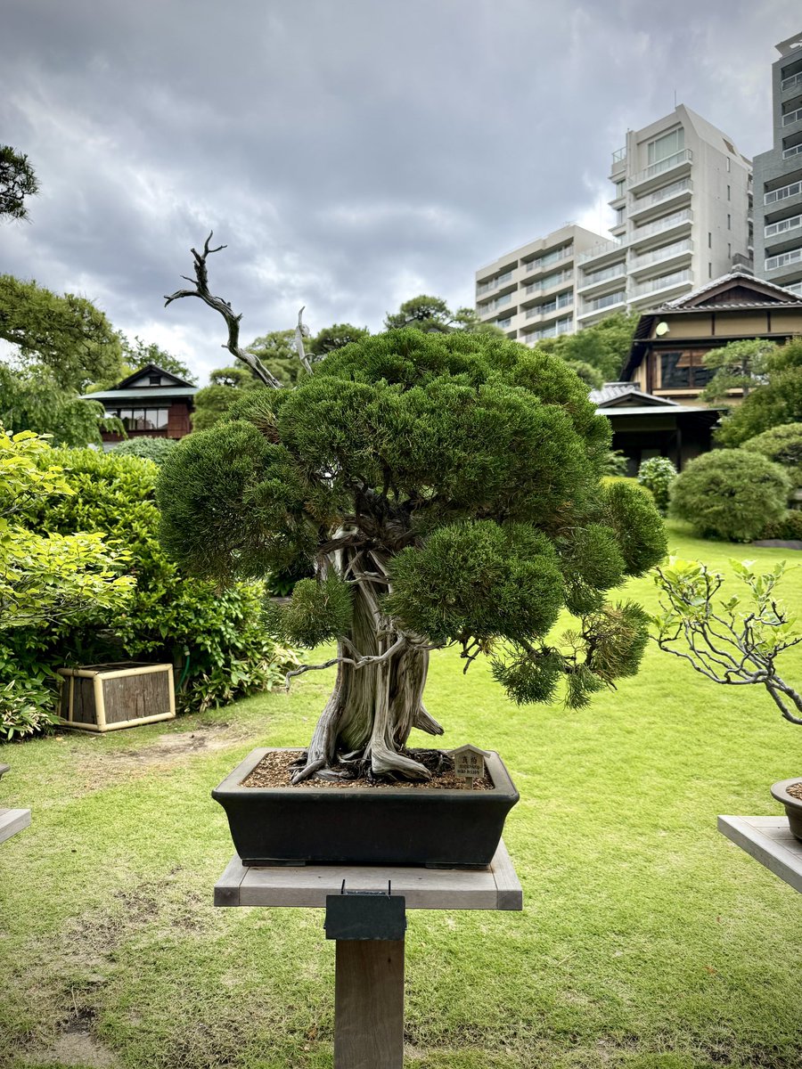 bonsaiseasons's tweet photo. ハゼってこんなに太くなるのか。
ハゼ　樹齢約100年
真柏　樹齢約530年
ブナ　樹齢約90年
 #盆栽 #真柏 #櫨 #bonsai #橅 https://t.co/4r8G7Exyhz