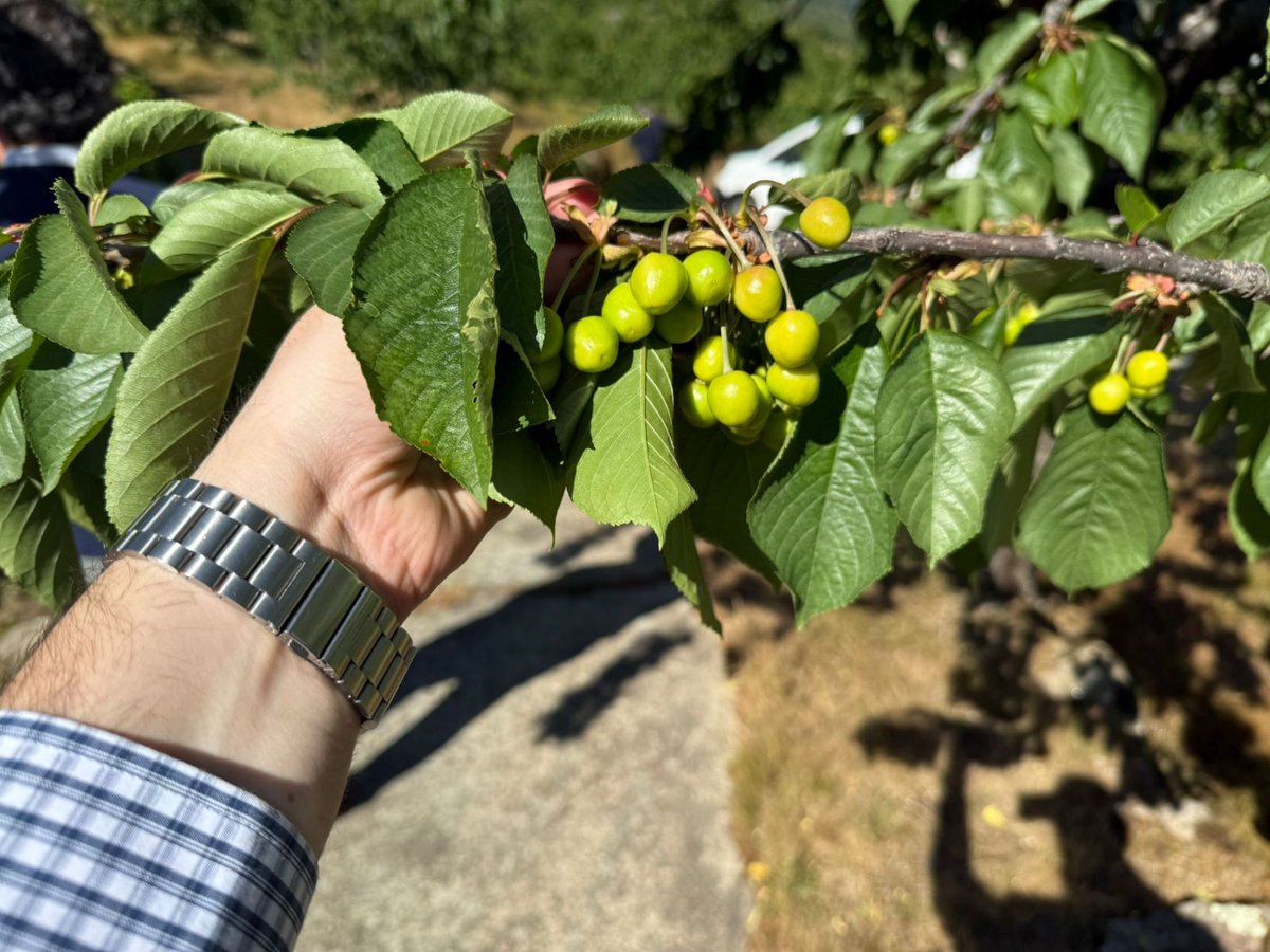 SupermercadoMAS's tweet photo. 🍒 Hemos visitado a nuestro proveedor DeleiteGrana, en pleno Valle del Jerte, para conocer el origen de nuestras cerezas.

Conocer de primera mano el cultivo, la selección y el cuidado de cada cereza nos permite seguir garantizándote la calidad y la frescura que te mereces https://t.co/AmAEzHl9UU