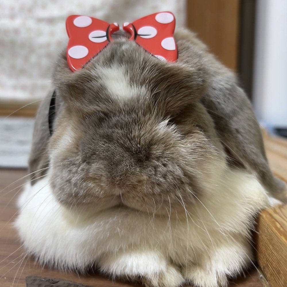 月うさぎ☆ココ ★New うさぎのココ (@5w1iaVZsovhbpJv) / Posts / X