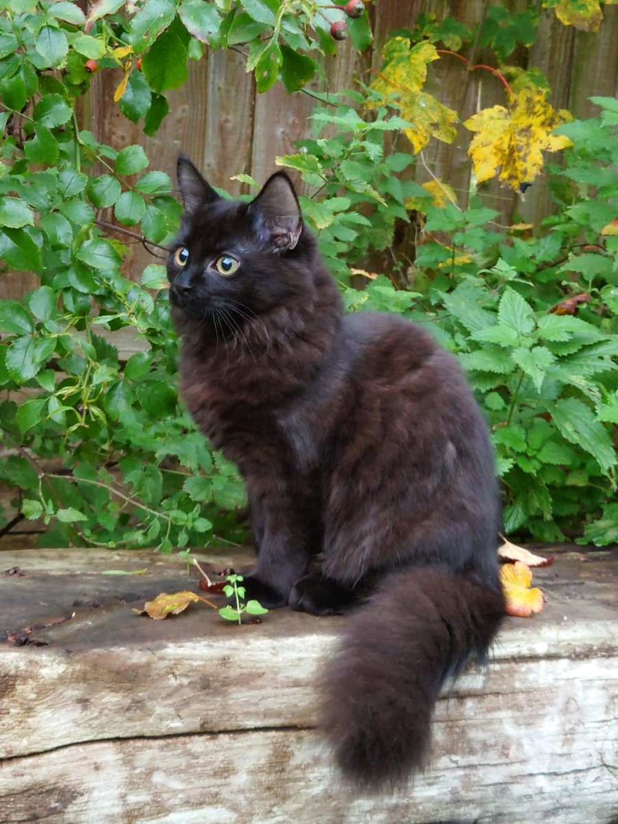 SimonsCat's tweet photo. Our latest film 'Flying the Nest' is a celebration of Kitten's endless curiosity > https://t.co/GmcDZnn7dw 👈🤗
Here are some kitten photos of Simon's real cats. Lilly, Willow and Hugh (the OG Simon's Cat). https://t.co/zIo8KGSdDC