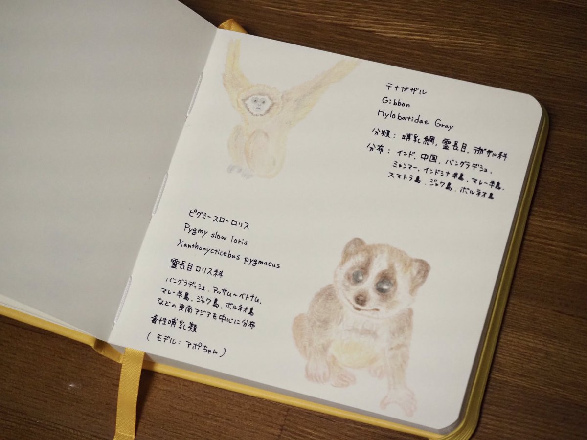 red_cor_s's tweet photo. お手紙が届いた。そこに「絵を見たい」とも書いてくださっていたのが嬉しかった。『好きなもの図鑑』最近描けていなかったこと思い出したりして、絵を描く時間作りたいな、と思った。 https://t.co/0puPD1SkUU