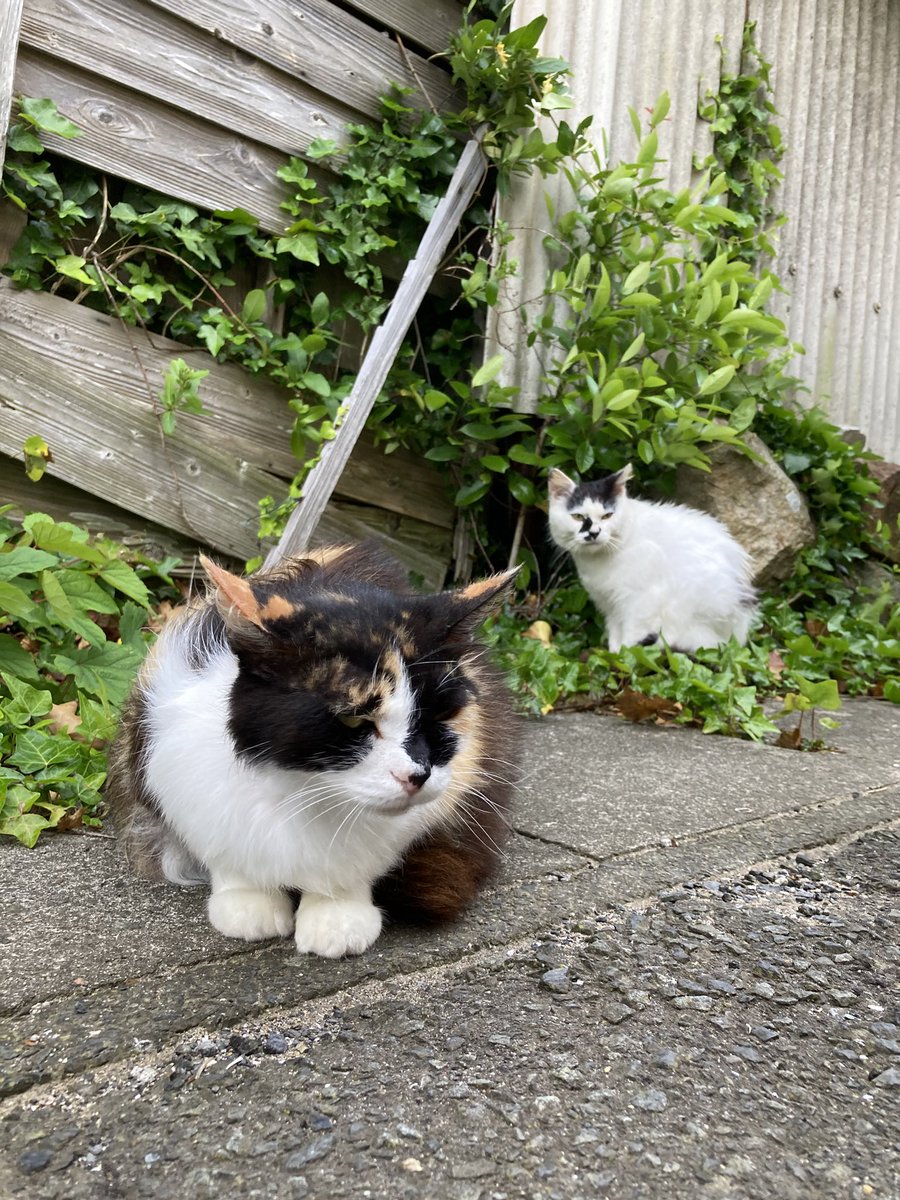 こちらもどうぞ😺 #田代島クロネコ堂 #猫島 #tashirojima #catisland