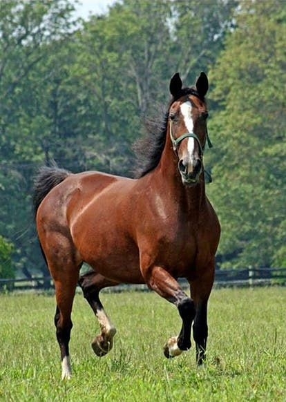equivont's tweet photo. Every horse deserves a future beyond their first career.

Organizations like SRF remind us that retirement should be the beginning of a new chapter, not the end of the story.

Learn more about their mission through the Equivont Directory. 🐴 https://t.co/SEPWNsiIhM https://t.co/a9RyShxZNf