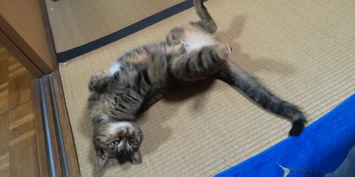yukio43nisitani's tweet photo. 🏠️🚗💨
🐈️の時間ですｗｗｗ。 https://t.co/jRntUifwZS