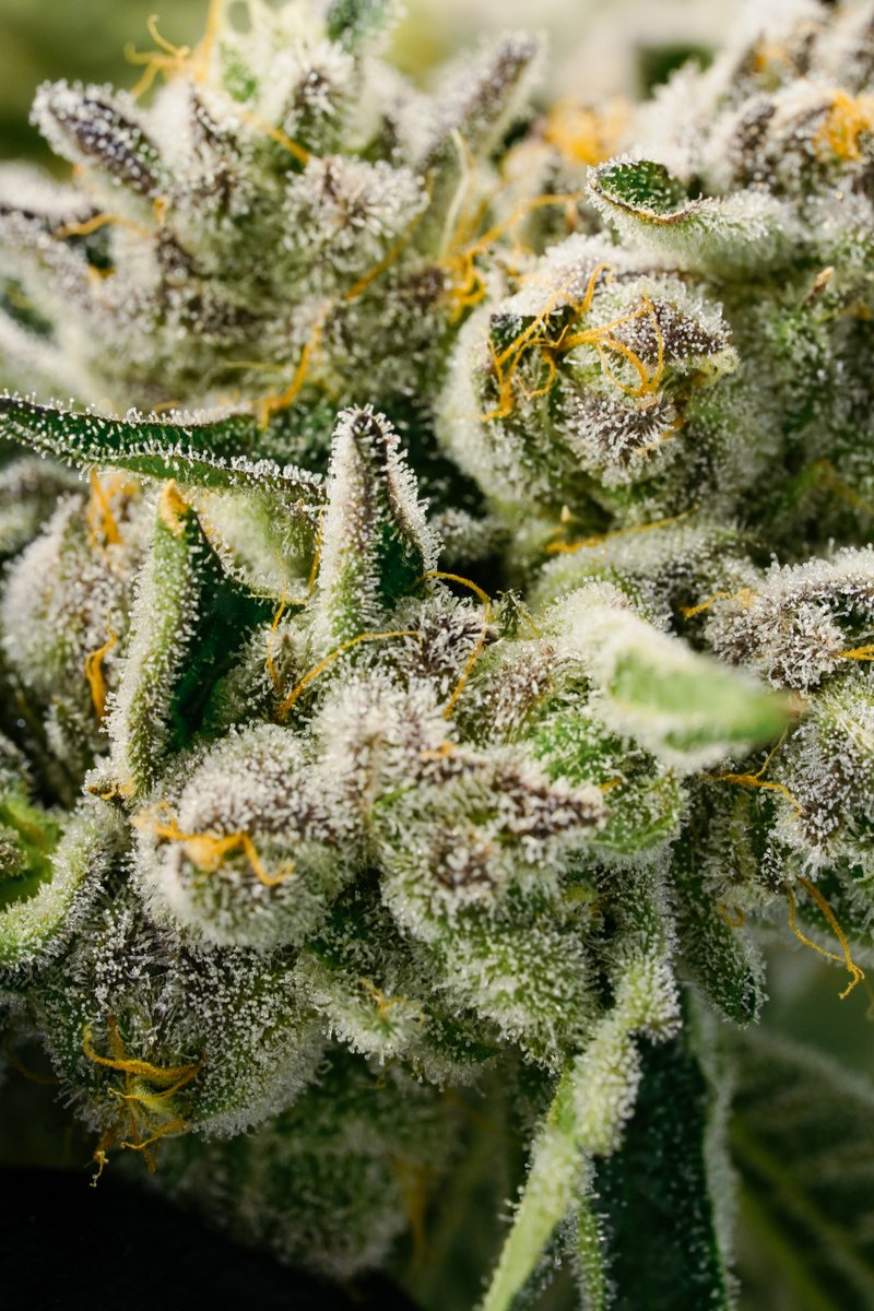 Lot420_'s tweet photo. Strain: Gelato 33 https://t.co/cNv7GB9RSZ