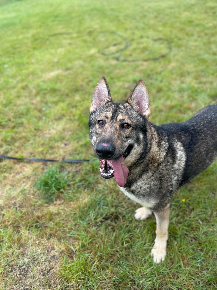 gsrescueelite's tweet photo. Loki is 2yrs old and he is a playful boy who has loved everyone he has met. Loki can live with older kids and is working on his doggy social skills with the #Essex volunteers 
#germanshepherd #dogs 
https://t.co/BzB9LRnHBM https://t.co/N1w6vpArbu