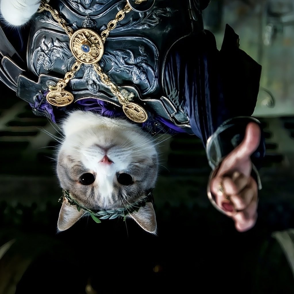 MMcfly91's tweet photo. @greg16676935420 Hello to everyone except for those that are right side up.

UpSide Down Cat = $USDC

The only cat that matters. https://t.co/X66hX1R3sk